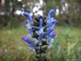 foto de flor de planta silvestre labiada Salvia Verbenaca L., labiatae, Salvia , Gallocresta (E.), Wild clary , Sage (I.), Eisenkraut-Salbei (A.), Sauge fausse verveine (F.), Salvia minore (It.), Salvia (P.), con tama�o de 1024X768